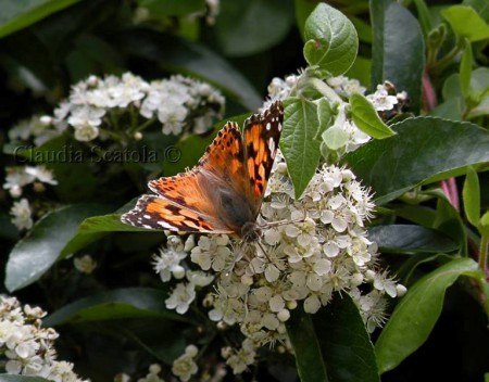 Pyracantha coccinea - Aprile